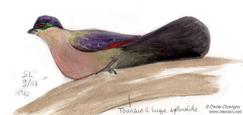 Purple-crested Turacoadult, identification