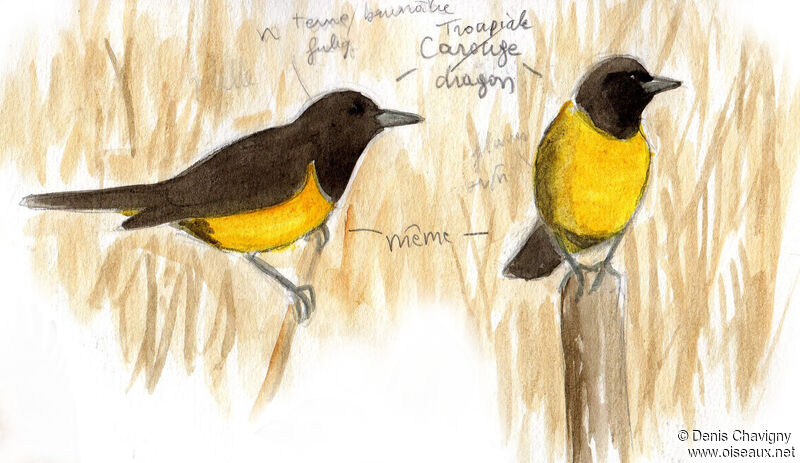 Brown-and-yellow Marshbirdadult, identification