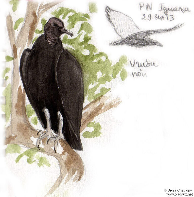 Black Vultureadult, habitat