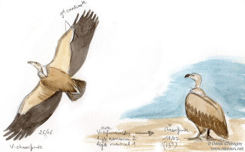 Cape Vultureadult, habitat