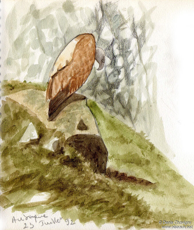 Griffon Vultureadult, habitat