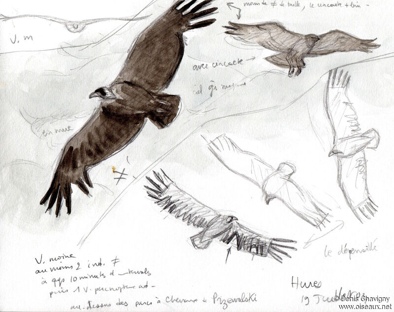 Cinereous Vulture, moulting, Flight