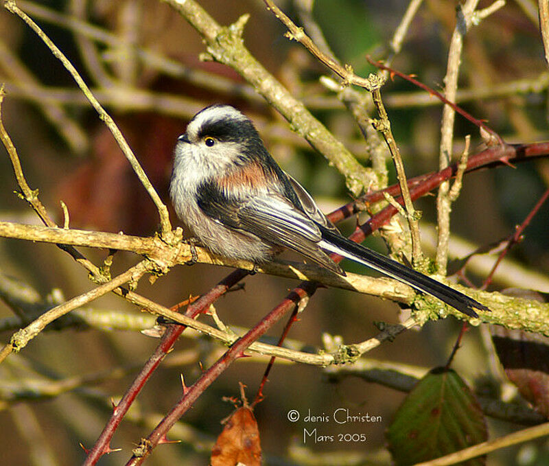 Mésange à longue queue - Aegithalos caudatus