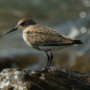 B�casseau variable