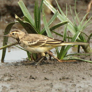 Western Yellow Wagtail