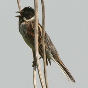 Common Reed Bunting 
&copy; Denis Devos