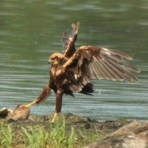 Western Marsh Harrier