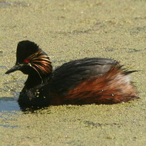 Gr�be � cou noir