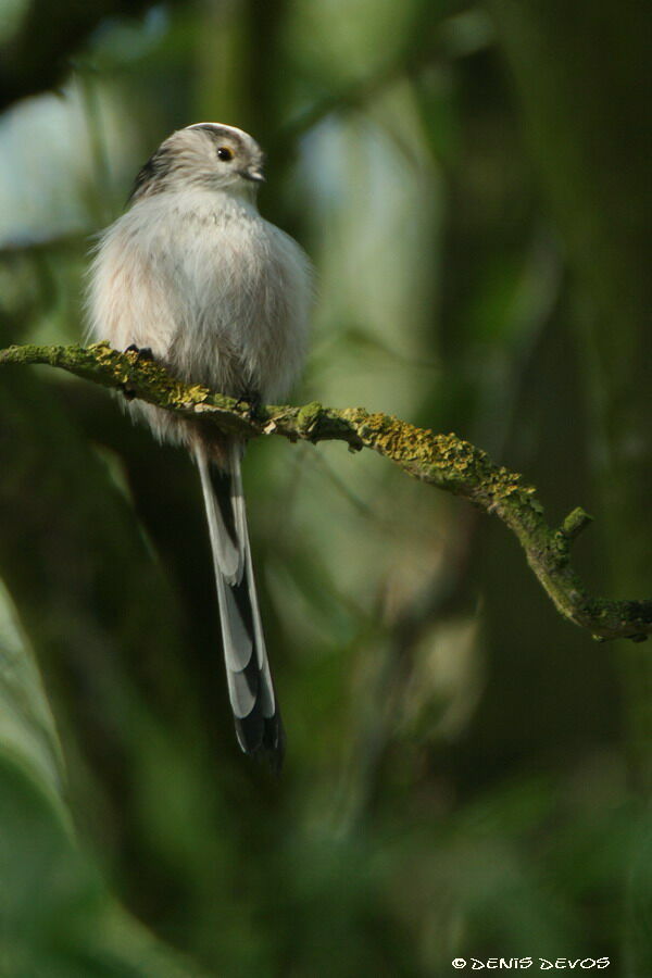 Mésange à longue queue - Aegithalos caudatus