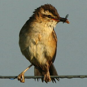 Sedge Warbler