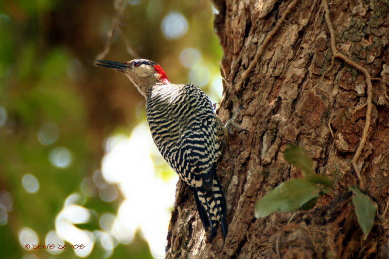 West Indian Woodpecker male