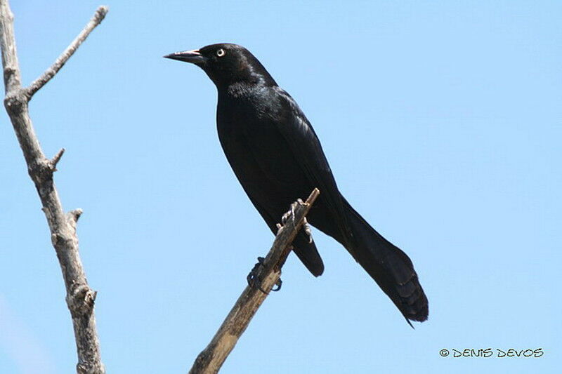 Greater Antillean Grackle male adult