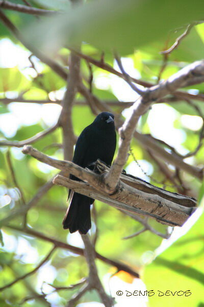 Cuban Blackbird male