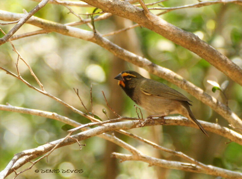 Yellow-faced Grassquit male adult breeding