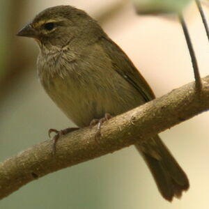 Yellow-faced Grassquit