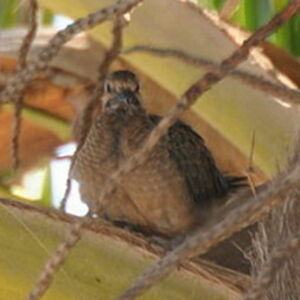 White-winged Dove