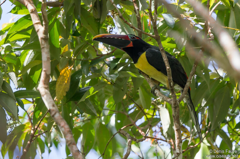Green Aracari male adult