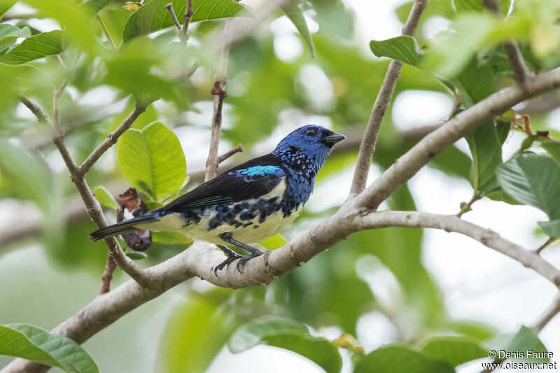 Turquoise Tanager, identification