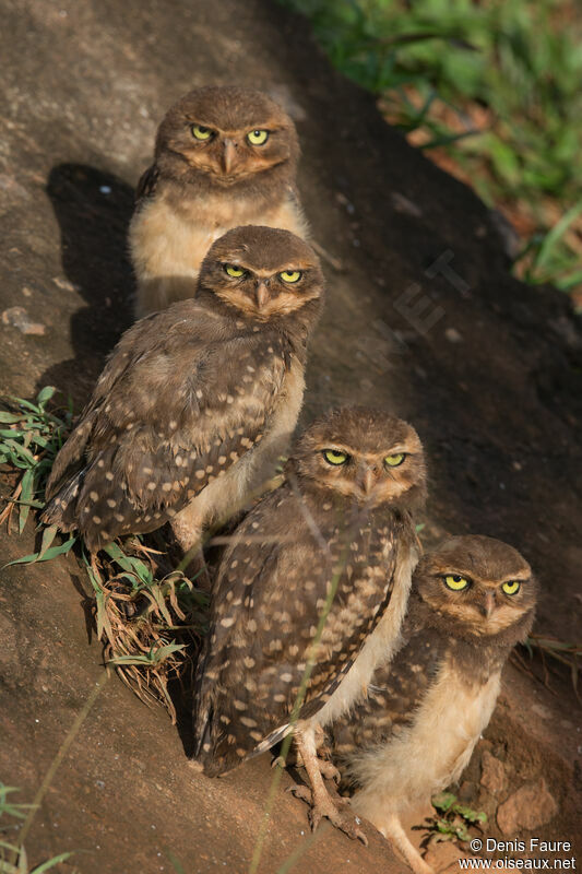 Burrowing Owljuvenile