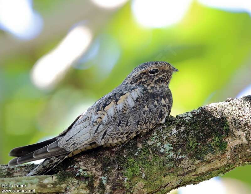 Lesser Nighthawk, identification