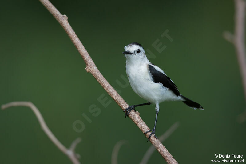 Pied Water Tyrant female adult
