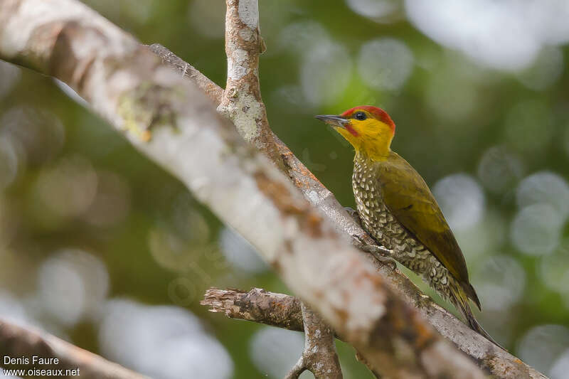 Yellow-throated Woodpecker male adult, identification