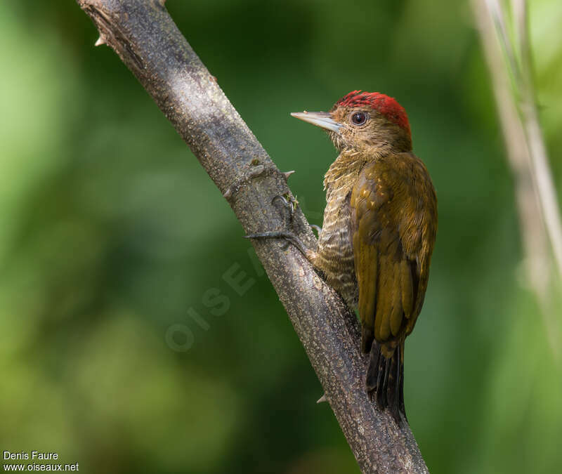 Little Woodpecker male adult, identification