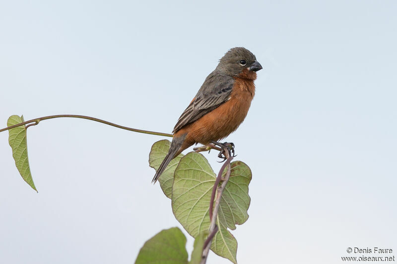 Ruddy-breasted Seedeater male adult