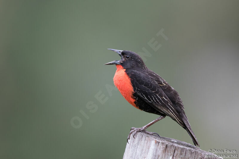 Red-breasted Blackbird male adult