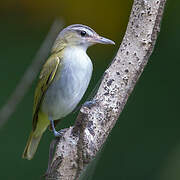 Red-eyed Vireo