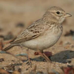 Sand Lark