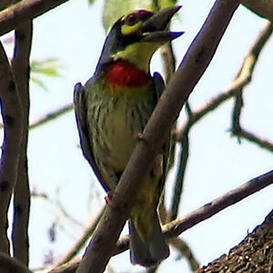 Barbu à plastron rouge