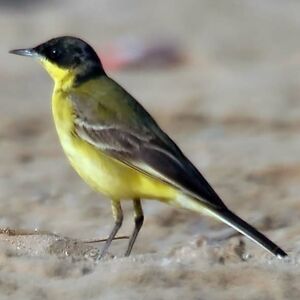 Black-headed Wagtail