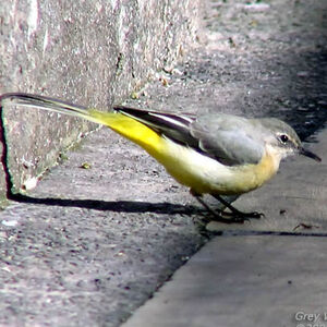 Grey Wagtail