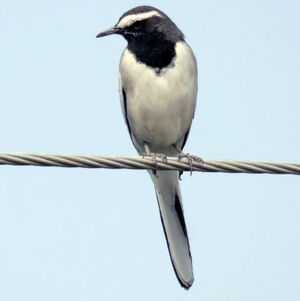 White-browed Wagtail