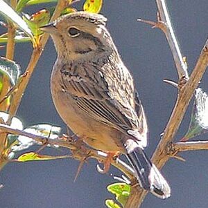 Yellowhammer