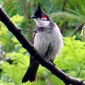 Bulbul orph�e