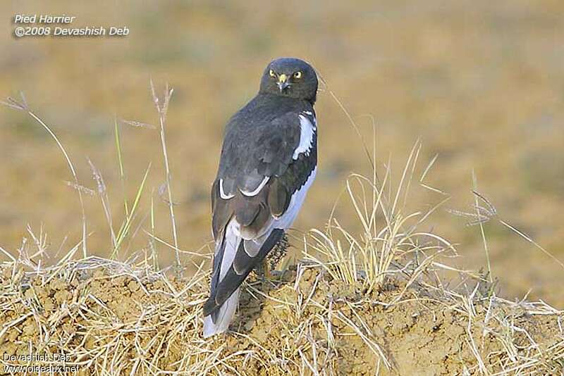 Pied Harrier male adult