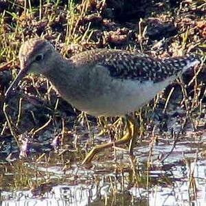 Wood Sandpiper