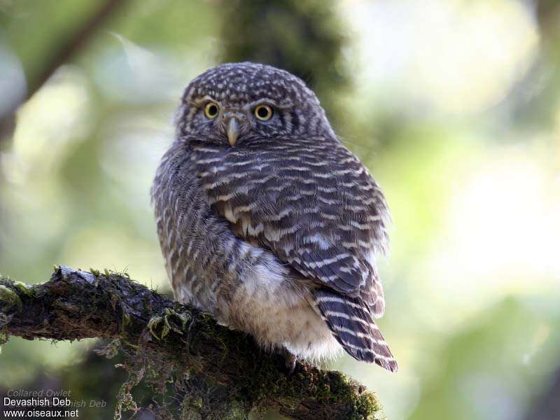Collared Owlet, identification