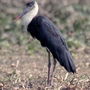 Cigogne épiscopale