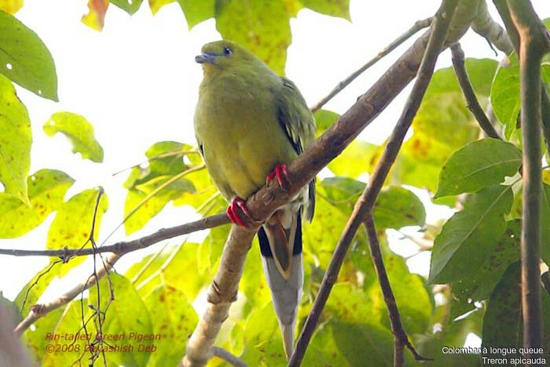 Pin-tailed Green Pigeon female adult