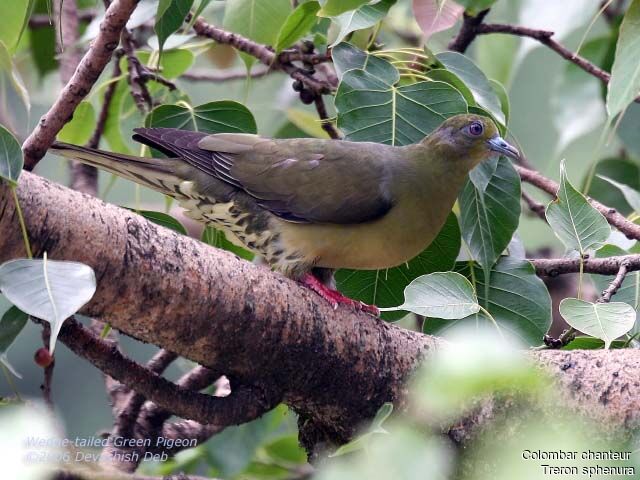 Wedge-tailed Green Pigeon female adult