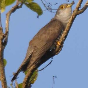 Indian Cuckoo
