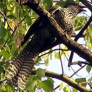 Asian Koel