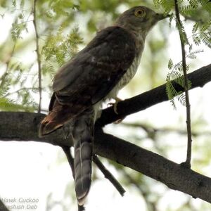 Common Hawk-Cuckoo