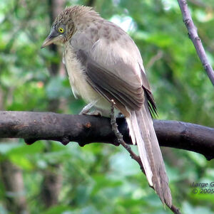 Large Grey Babbler