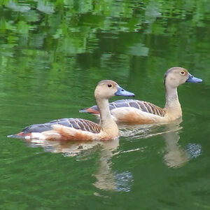 Lesser Whistling Duck