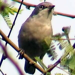 Lesser Whitethroat 
&copy; Devashish Deb