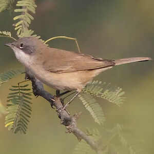 Lesser Whitethroat 
&copy; Devashish Deb